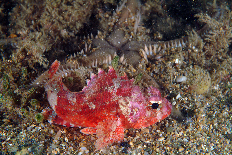 Scorpaena cf. notata con Astropecten platyacanthus